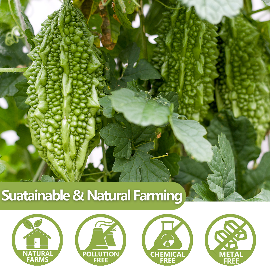 Premium 100 Bitter Melon Tea Bags, Made with 100% Pure Natural Bitter Melon, No Additives & Caffeine Free & No Sugar Added.