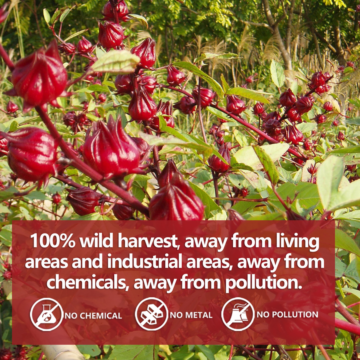 Premium Hibiscus Tea Bags,60 Tea Bags 2g /4.24 Oz,100% Pure Dried Hibiscus Flower,Natural & No Additives,Caffeine Free.