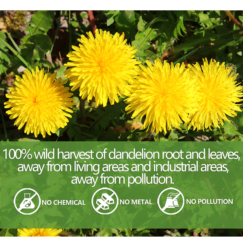 Premium Dandelion Leaf & Root Tea,50 Tea Bags /3.53Oz, for Liver & Kidney Health, Roasted Detox Herbal Tea. Support Digestion & Boost Immune System, Caffeine Free.