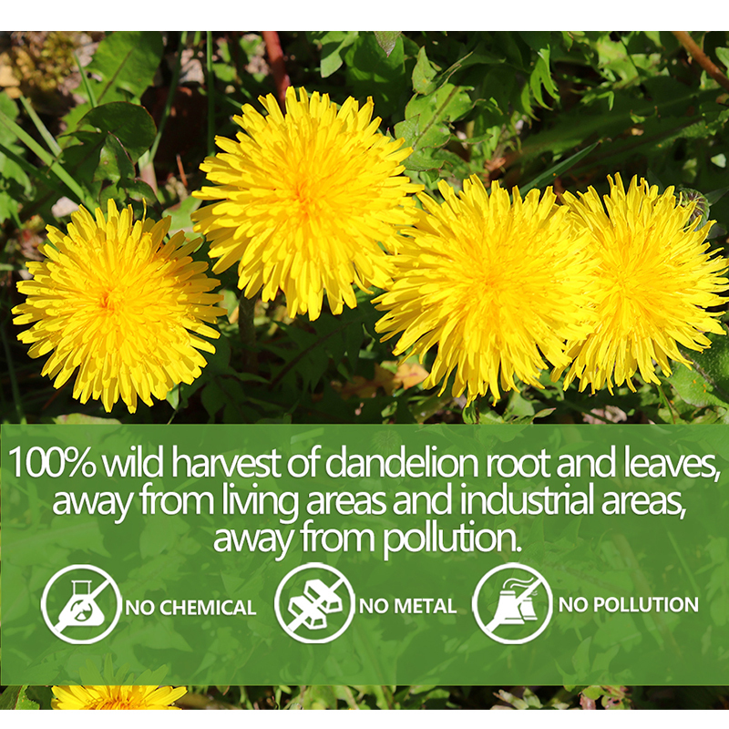 Premium Dandelion Leaf & Root Tea,50 Tea Bags /3.53Oz, for Liver & Kidney Health, Roasted Detox Herbal Tea. Support Digestion & Boost Immune System, Caffeine Free.