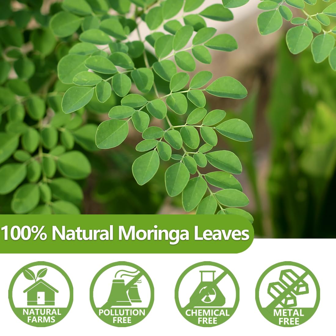 Premium Moringa Tea,135 Tea Bags/7.15OZ,100% Pure Moringa Leaves,Natural & No Additives.-Ultra Herb Tea