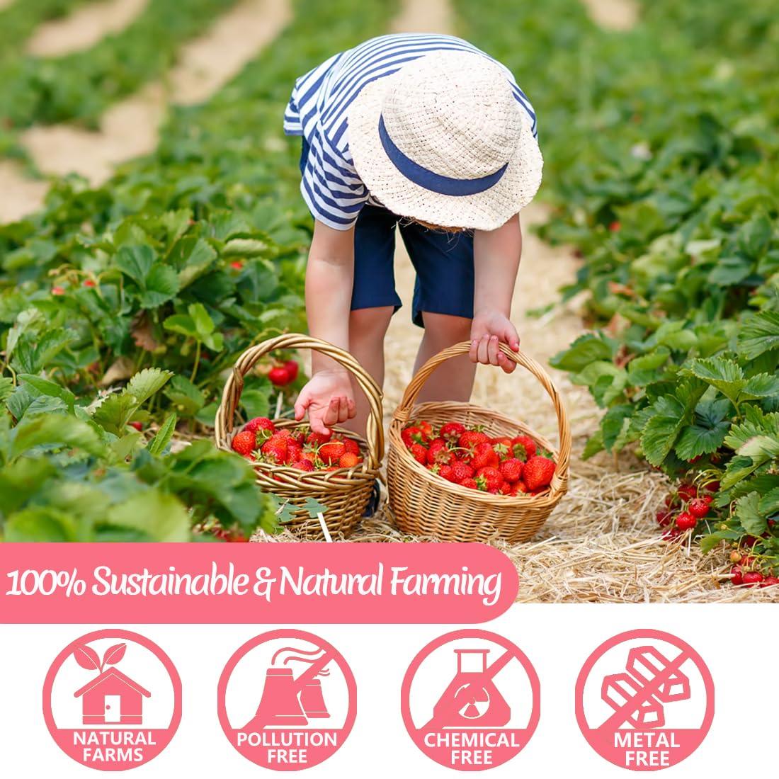 Premium Freeze Dried Strawberry Powder 1LB /453g, 1 Ingredient,No Sugar Added,100% Natural Strawberry Powder for Baking,No Additives.-Ultra Herb Tea