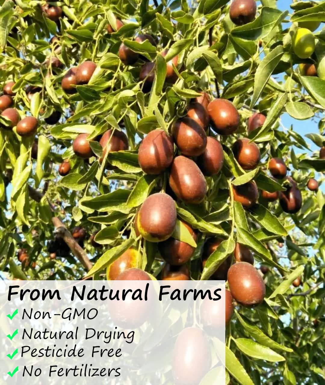 Premium Jujube Red Dates 1LB/453g,Selected Dried Fruit,Big & Delicious,100% Natural -Ultra Herb Tea