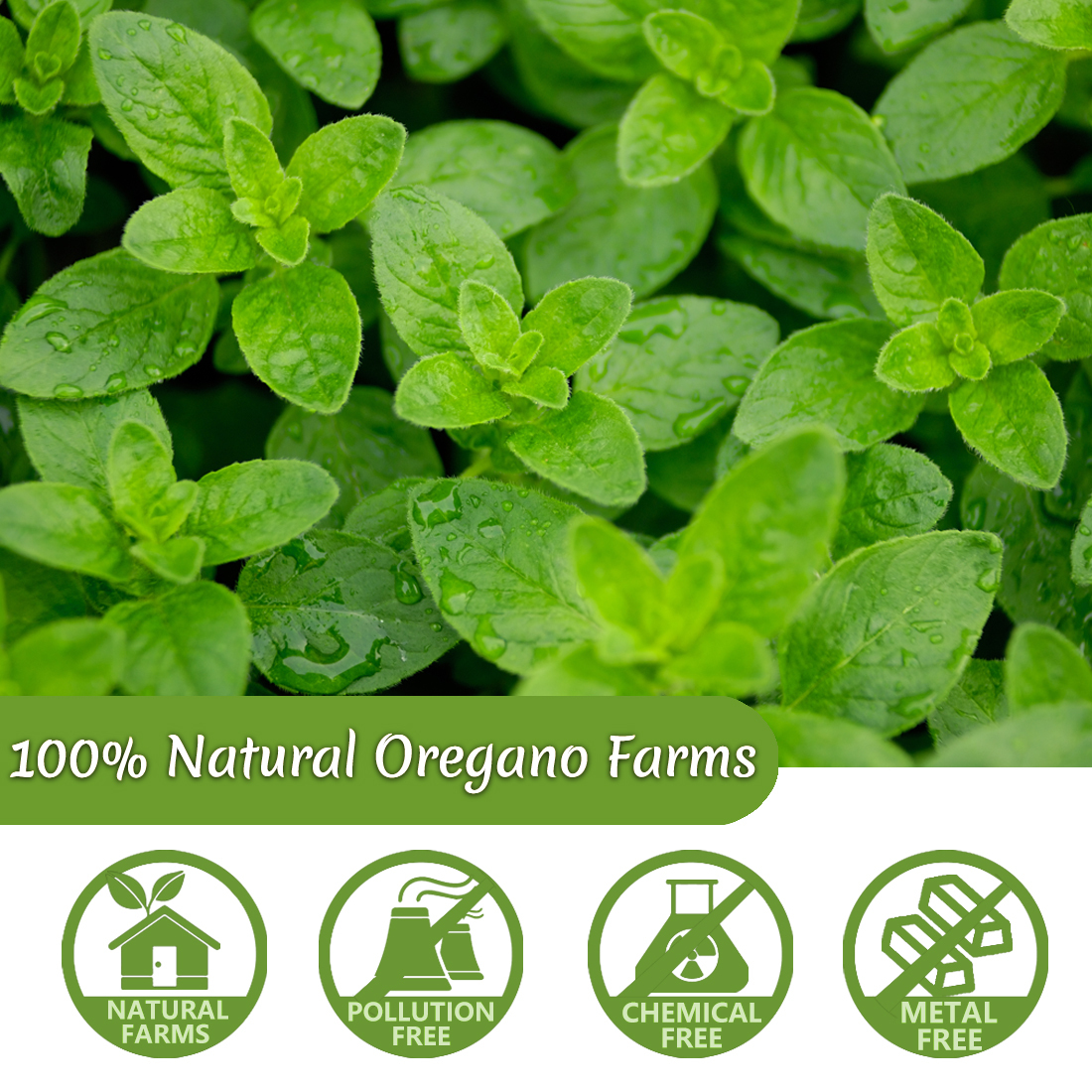 Premium 50 Oregano Tea Bags, Made with 100% Natural Oregano Leaves, No Additives & Caffeine Free.