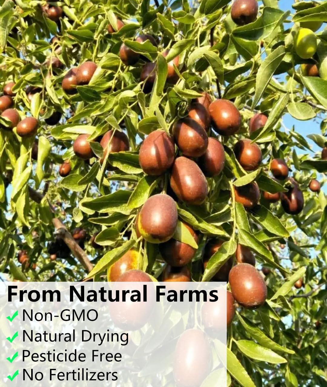 Premium Big Jujube Red Dates 1LB (453g), Seleted Dried Fruit, Big & Delicious, 100% Natural 红枣.