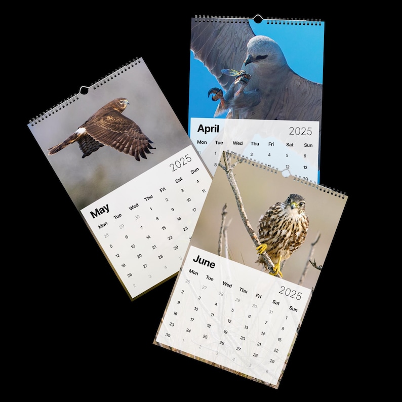 CALENDARIO DE AVES RAPIDEZ 2025 imagen 3