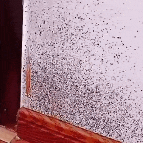 Mildew Stain Remover Spray