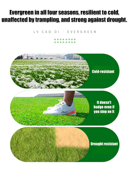【99% Germination Rate】Evergreen Hardy Lawn Seeds: Dutch quality
