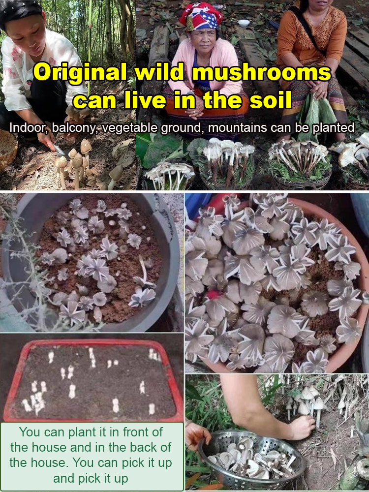 🍄 Coveting wild termite mushrooms at high prices? Always failing to grow them yourself?