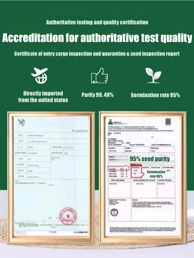 【99% Germination Rate】Evergreen Hardy Lawn Seeds: Dutch quality