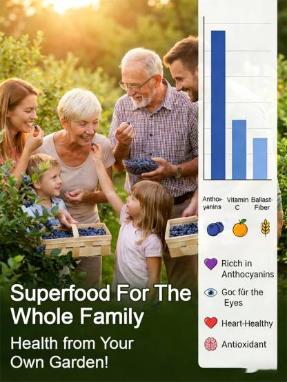 Do you have a balcony or a small garden? 🌱 Then don't miss the large-berry, tall-bush blueberry! 🫐 This special, newly bred variety is winter-hardy down to -15°C, drought-tolerant, and grows beautifully in neutral and even slightly alkaline soil. You ca