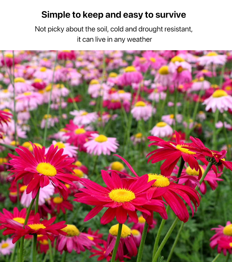 [Courtyard Essentials] Pyrethrum cinerariifolium seeds