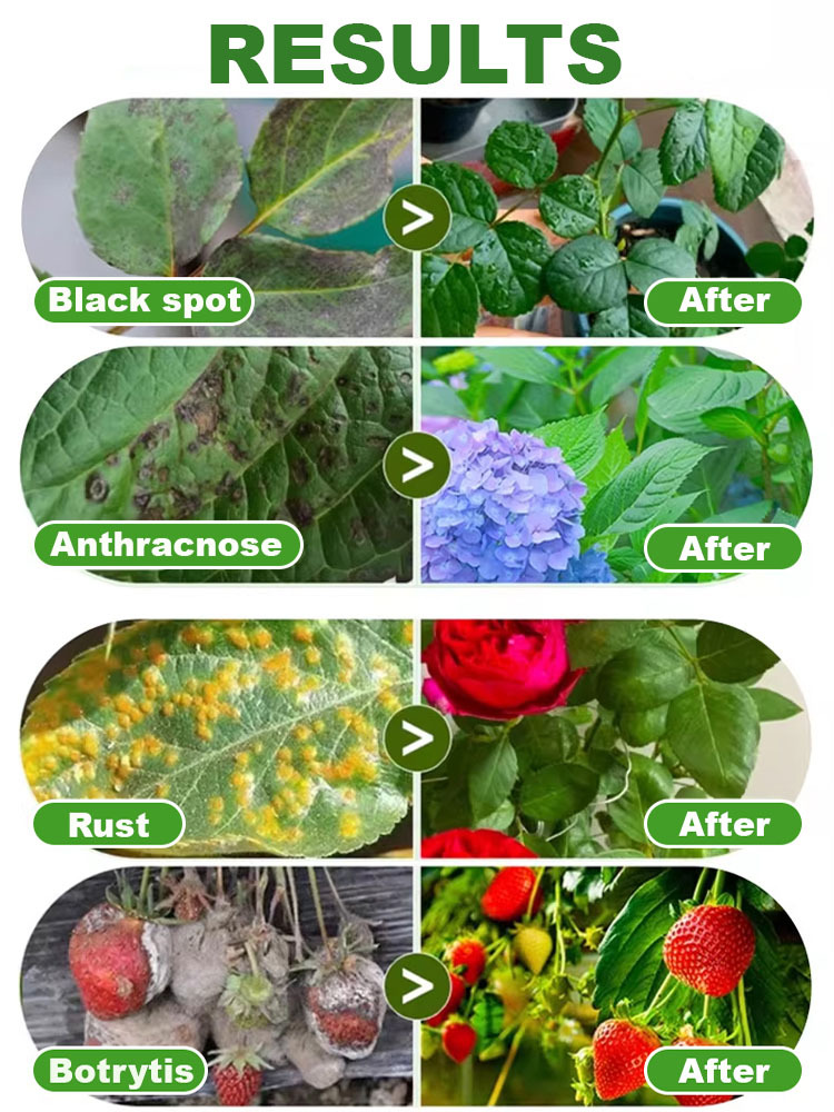 🌿 A revolution in plant care: Highly effective biofungicide, limited time promotion, comprehensive care for your garden! 🌟  Say goodbye to traditional, tedious gardening procedures. With our biofungicide, plant care is simple and easy. ✨