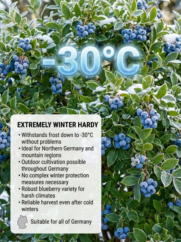 Do you have a balcony or a small garden? 🌱 Then don't miss the large-berry, tall-bush blueberry! 🫐 This special, newly bred variety is winter-hardy down to -15°C, drought-tolerant, and grows beautifully in neutral and even slightly alkaline soil. You ca