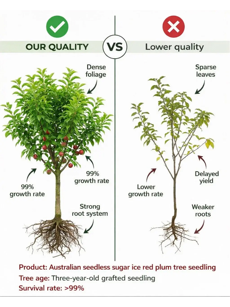 Dreaming of a garden filled with early spring blossoms and delicious summer fruit? Our premium Cherry Plum trees are the perfect addition to any British home.