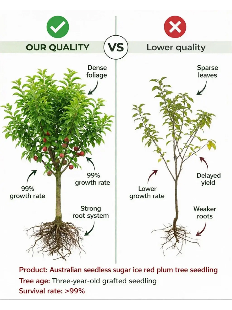 Dreaming of a garden filled with early spring blossoms and delicious summer fruit? Our premium Cherry Plum trees are the perfect addition to any British home.