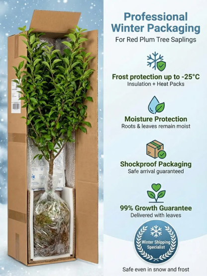 Dreaming of a garden filled with early spring blossoms and delicious summer fruit? Our premium Cherry Plum trees are the perfect addition to any British home.