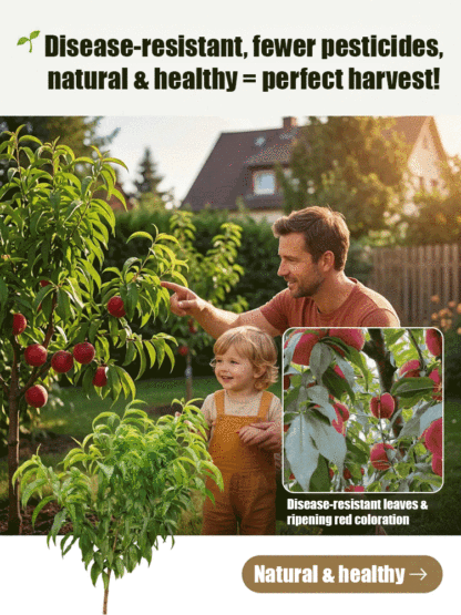 🍑 Bring nature's sweetest wonder to your own garden! Have you discovered the exclusive "Blood Peach" (Red-Flesh Peach)? 😍