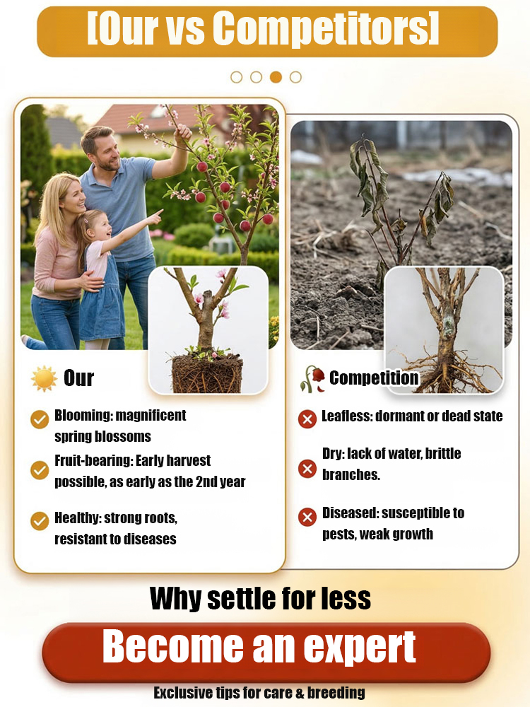 🍑 Bring nature's sweetest wonder to your own garden! Have you discovered the exclusive "Blood Peach" (Red-Flesh Peach)? 😍