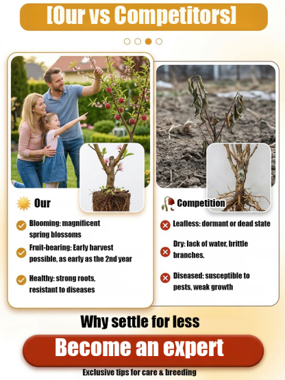 🍑 Bring nature's sweetest wonder to your own garden! Have you discovered the exclusive "Blood Peach" (Red-Flesh Peach)? 😍