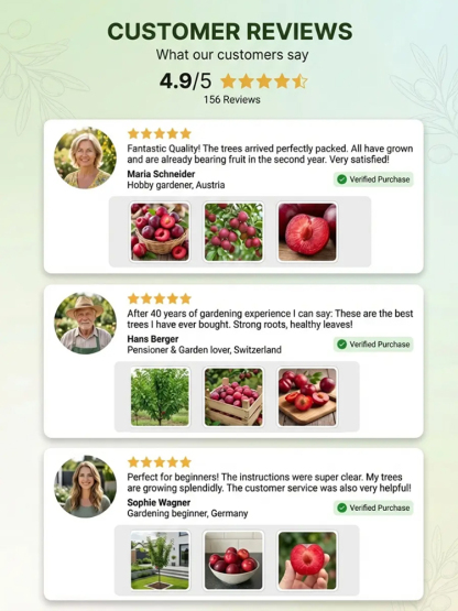 Dreaming of a garden filled with early spring blossoms and delicious summer fruit? Our premium Cherry Plum trees are the perfect addition to any British home.