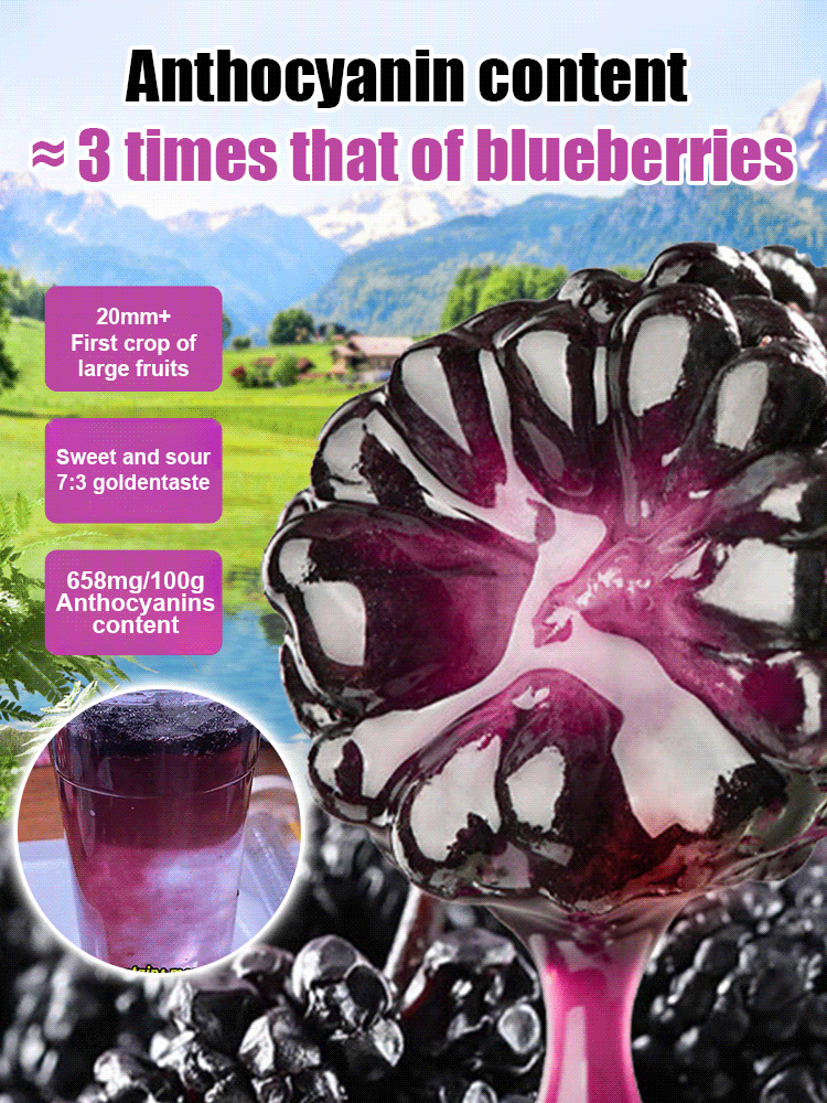 【Zero pollution, zero additives, dried mulberries 】🎉Royal Supplement: Natural Wild Mulberry Fruit Dry. A boost for men, a beauty salon for women.