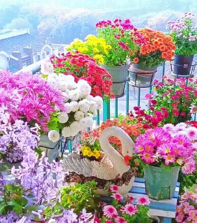 [Courtyard Essentials] Pyrethrum cinerariifolium seeds