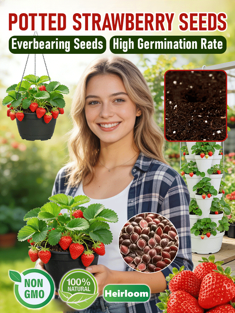 Potted strawberry seedlings for all seasons