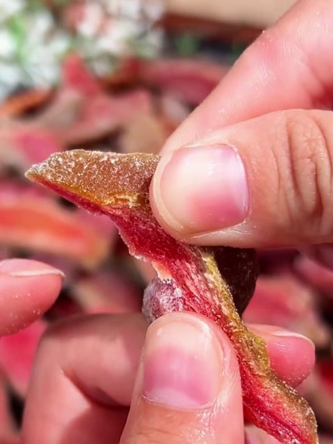 Taste the Tropics: Premium Seedless Red Guava Preserved Fruit. Naturally sweet, delightfully chewy, and completely seedless. The ultimate tropical fruit snack crafted for your daily cravings.