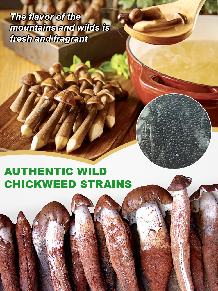 🍄 Coveting wild termite mushrooms at high prices? Always failing to grow them yourself?