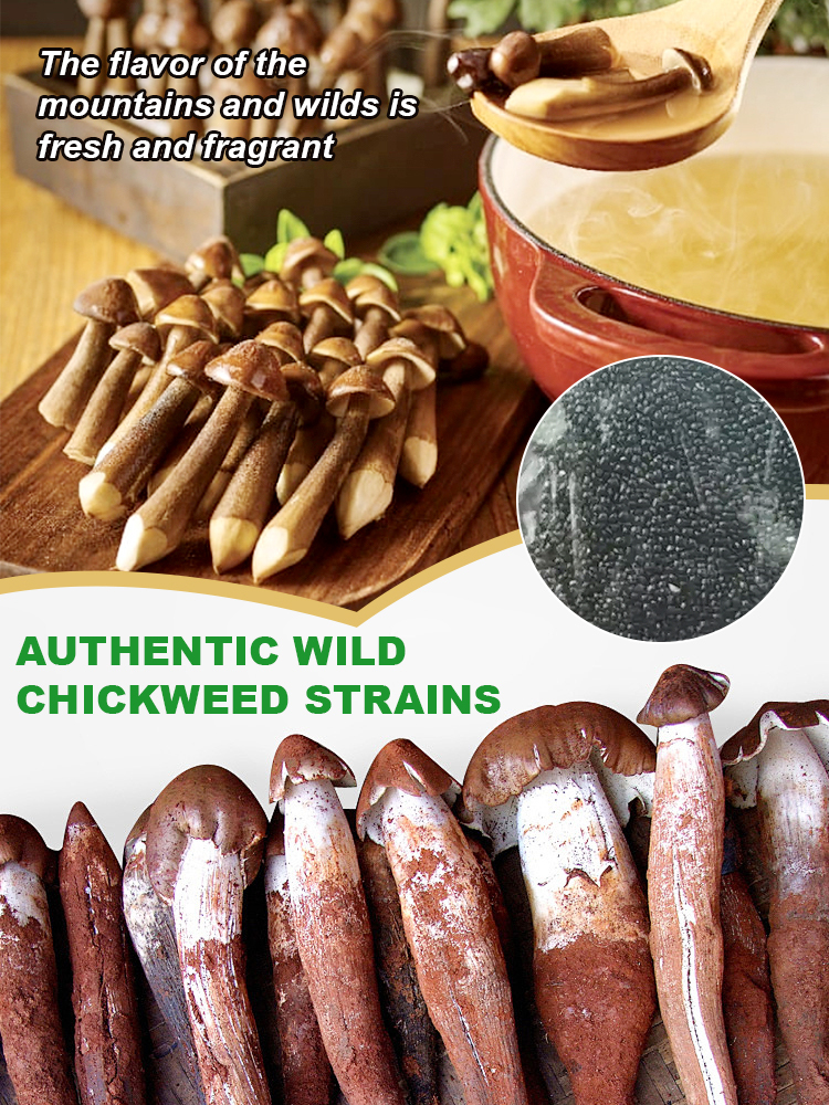 🍄 Coveting wild termite mushrooms at high prices? Always failing to grow them yourself?