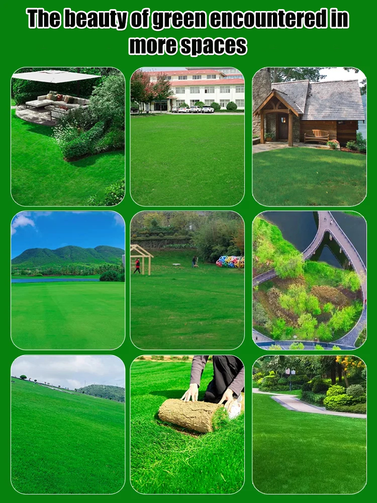 【99% Germination Rate】Evergreen Hardy Lawn Seeds: Dutch quality