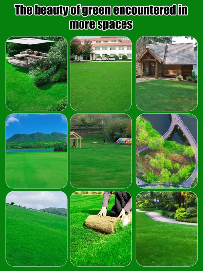 【99% Germination Rate】Evergreen Hardy Lawn Seeds: Dutch quality