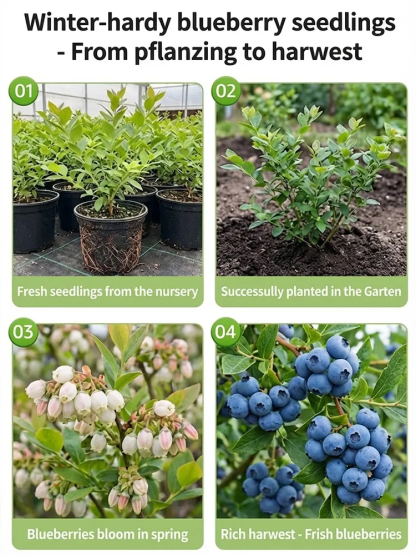 Do you have a balcony or a small garden? 🌱 Then don't miss the large-berry, tall-bush blueberry! 🫐 This special, newly bred variety is winter-hardy down to -15°C, drought-tolerant, and grows beautifully in neutral and even slightly alkaline soil. You ca