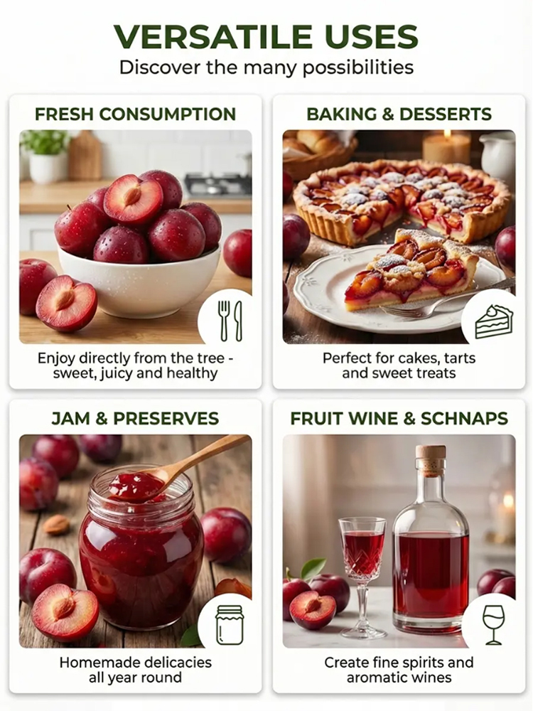 Dreaming of a garden filled with early spring blossoms and delicious summer fruit? Our premium Cherry Plum trees are the perfect addition to any British home.