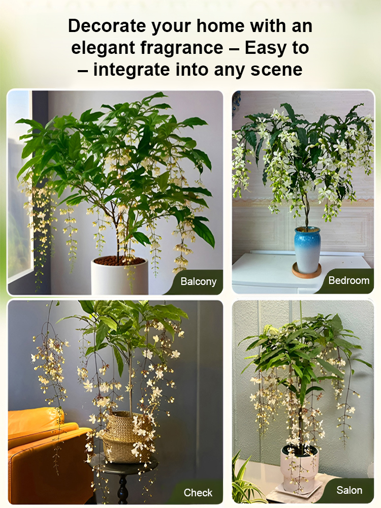 🌼Fragrant Weeping Jasmine Seeds - Blooming Like a Waterfall ✨A sweet fragrance fills the room, enhancing both appearance and ambiance