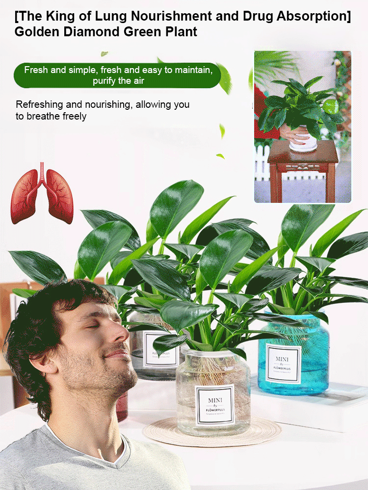 Golden Diamond Green Plants