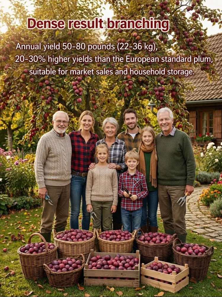 Dreaming of a garden filled with early spring blossoms and delicious summer fruit? Our premium Cherry Plum trees are the perfect addition to any British home.