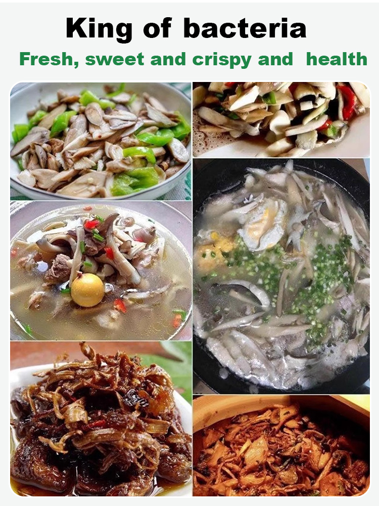 🍄 Coveting wild termite mushrooms at high prices? Always failing to grow them yourself?