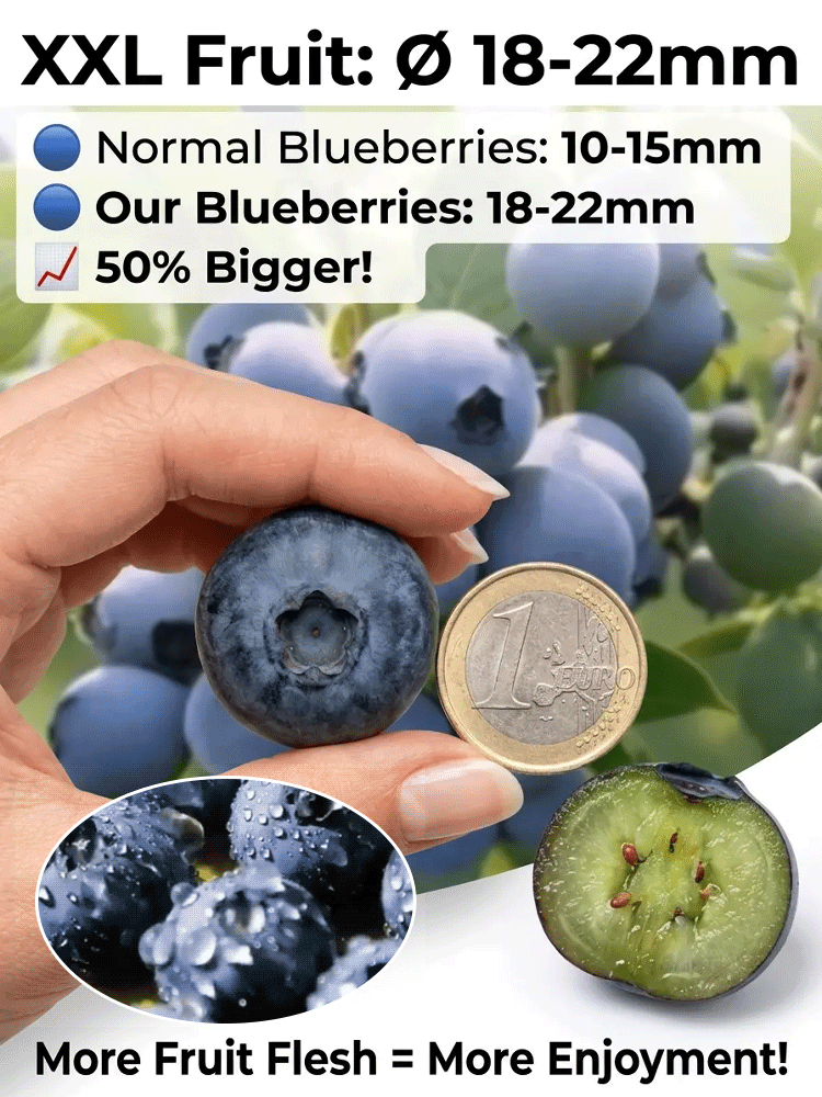 Do you have a balcony or a small garden? 🌱 Then don't miss the large-berry, tall-bush blueberry! 🫐 This special, newly bred variety is winter-hardy down to -15°C, drought-tolerant, and grows beautifully in neutral and even slightly alkaline soil. You ca
