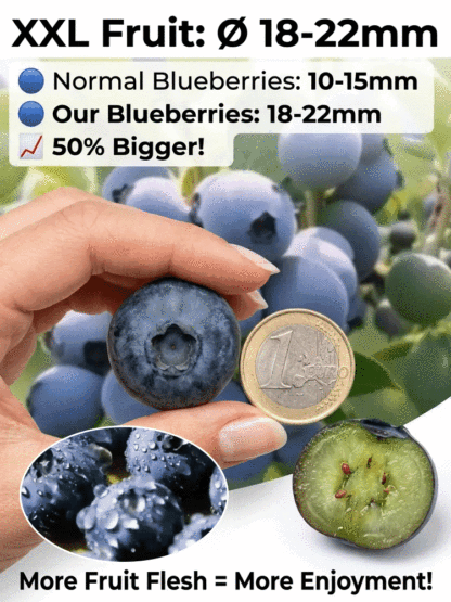 Do you have a balcony or a small garden? 🌱 Then don't miss the large-berry, tall-bush blueberry! 🫐 This special, newly bred variety is winter-hardy down to -15°C, drought-tolerant, and grows beautifully in neutral and even slightly alkaline soil. You ca