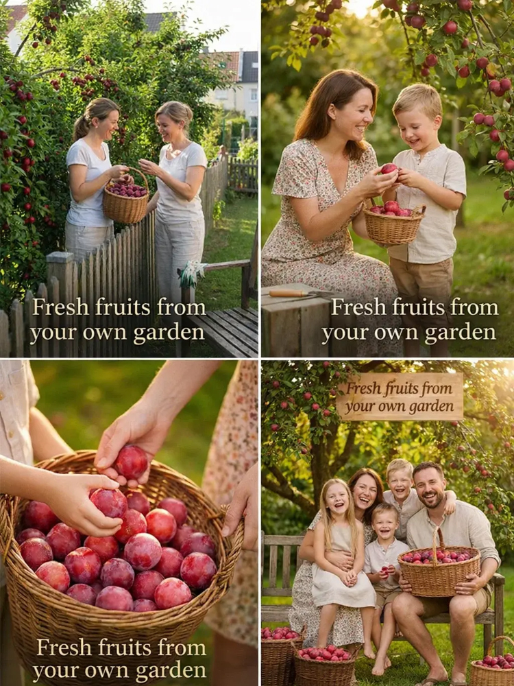 Dreaming of a garden filled with early spring blossoms and delicious summer fruit? Our premium Cherry Plum trees are the perfect addition to any British home.