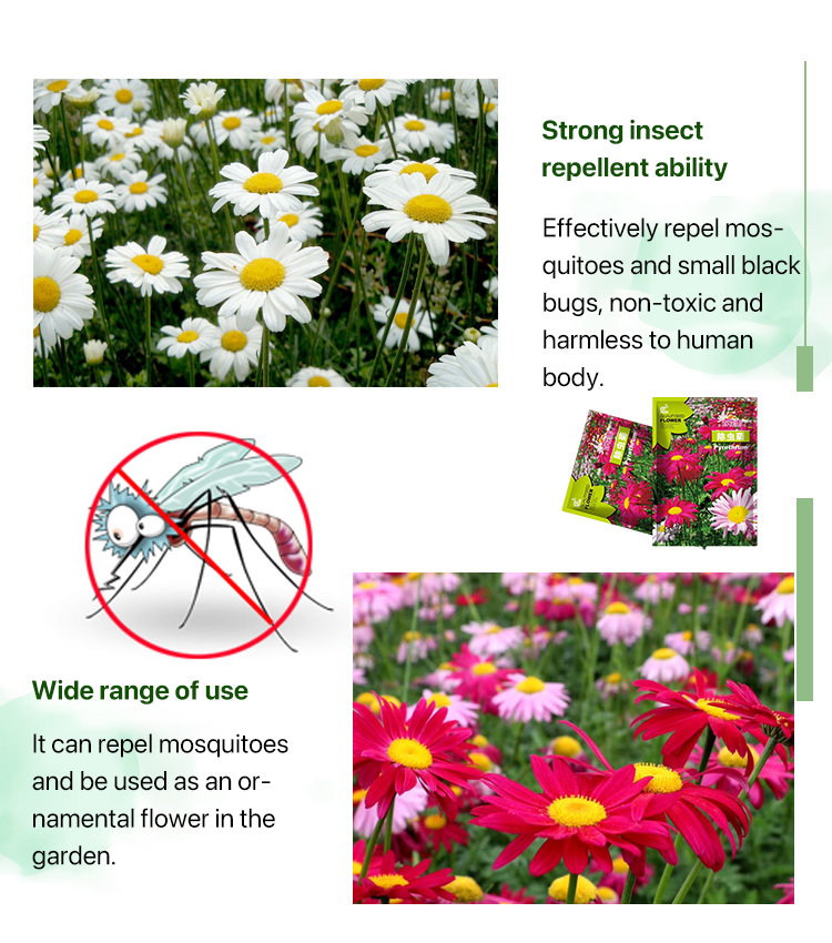 [Courtyard Essentials] Pyrethrum cinerariifolium seeds