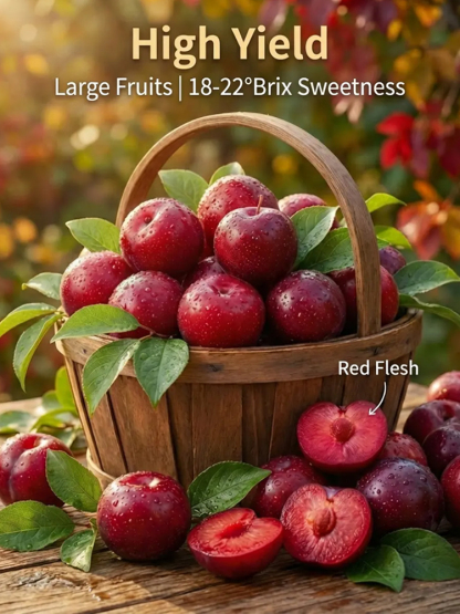 Dreaming of a garden filled with early spring blossoms and delicious summer fruit? Our premium Cherry Plum trees are the perfect addition to any British home.