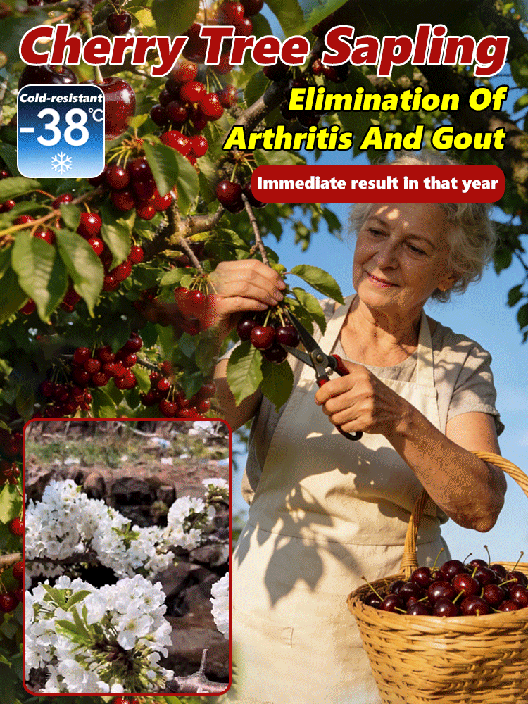 "🍒 Plant Now, Harvest by April: Revolutionary Cherry Trees!  🌱✅98% survival rate：If it doesn't sprout w