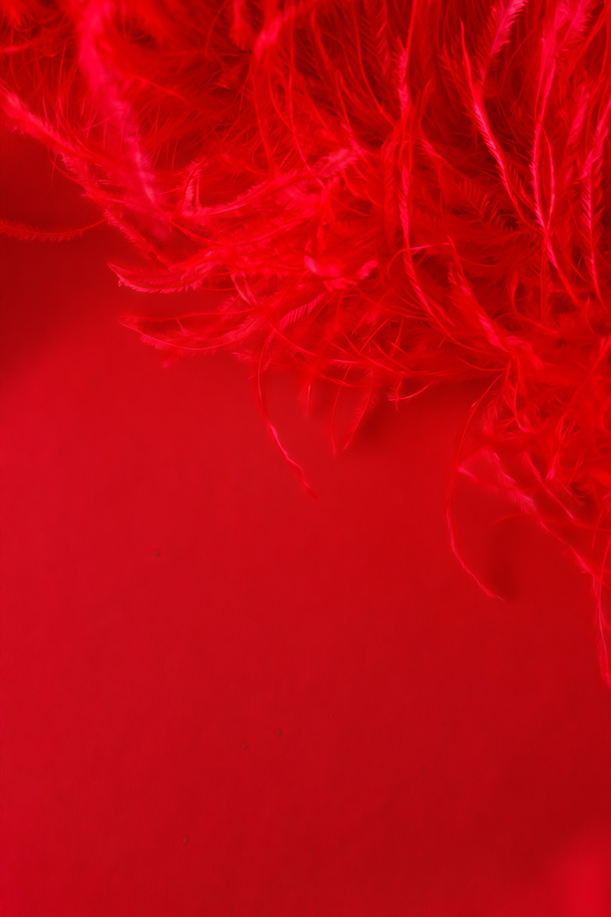 Harlany Red Feather Bandage Maxi Dress