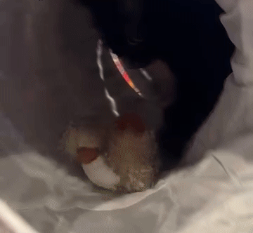 AdLibrary_8-ezgif.com-crop.gif__PID:e0159345-ec3d-4988-acd8-63630af36dfe