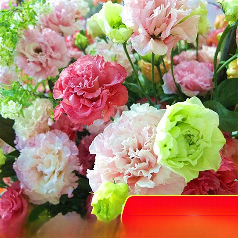 Platycodon grandiflorum mag