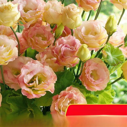 Platycodon grandiflorum mag