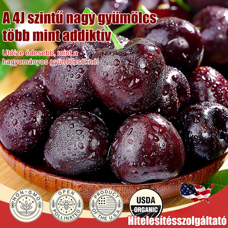 Teljes mértékben importált chilei cseresznye magvak 🍒Nincs szükséged kertre a bőséges, édes terméshez.